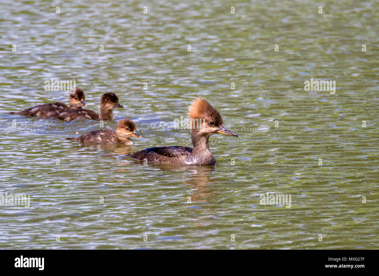Con cappuccio femmina merganser (Lophodytes cucullatus) con le ochette Foto Stock