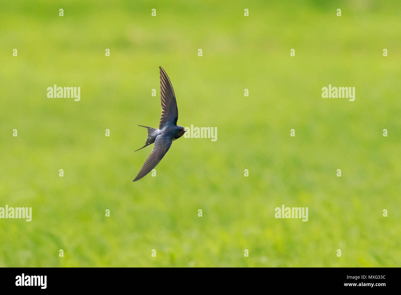 Primo piano di un fienile Swallow (Hirundo rustica) in volo. La specie più diffusa di inghiottire in tutto il mondo e l'uccello nazionale dell'Estonia. Foto Stock