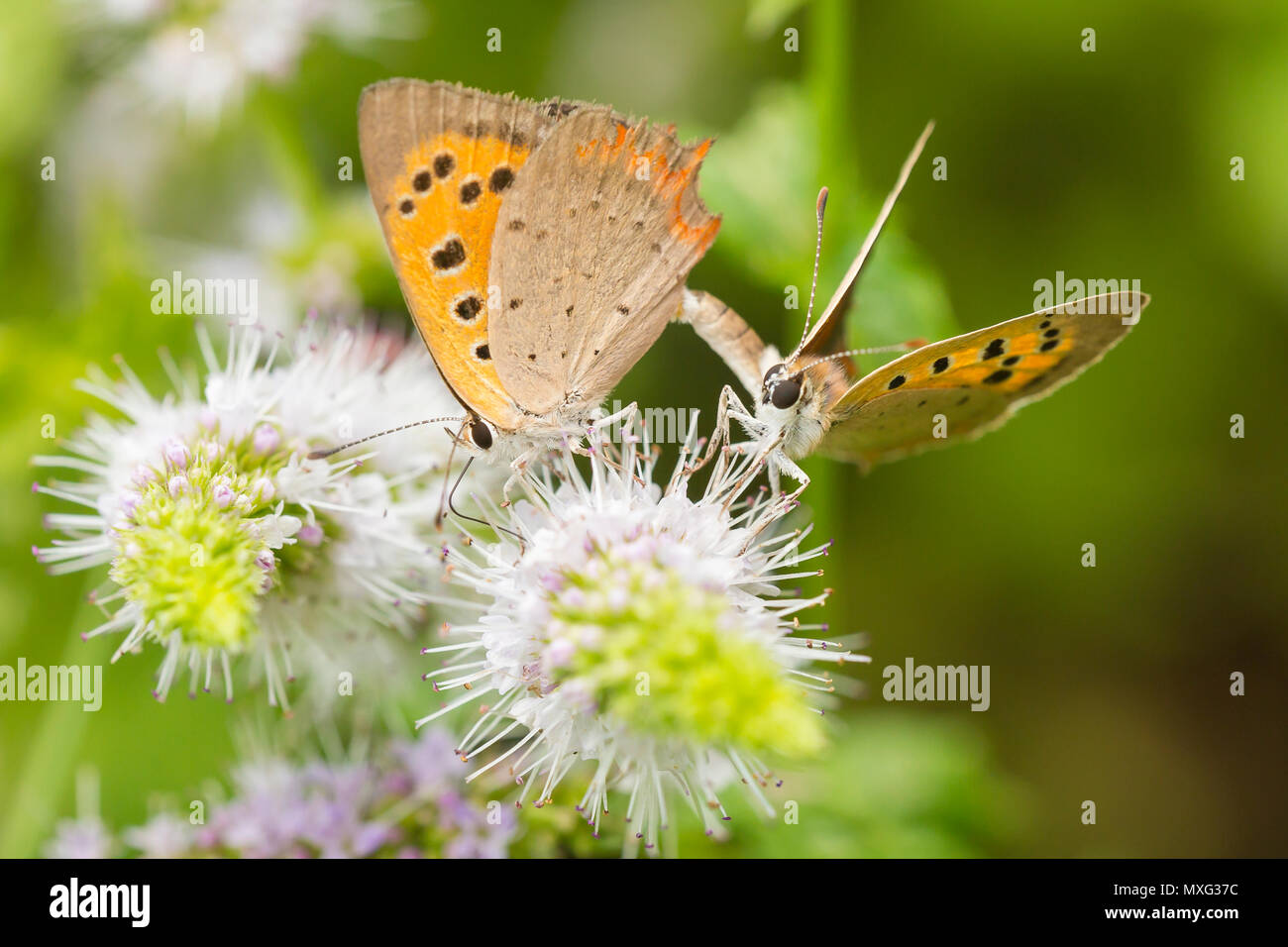 Piccola di rame o di rame comune farfalla Lycaena phlaeas, accoppiamento, impollinatori e nettare di alimentazione su bianco fiori durante la stagione estiva. Foto Stock