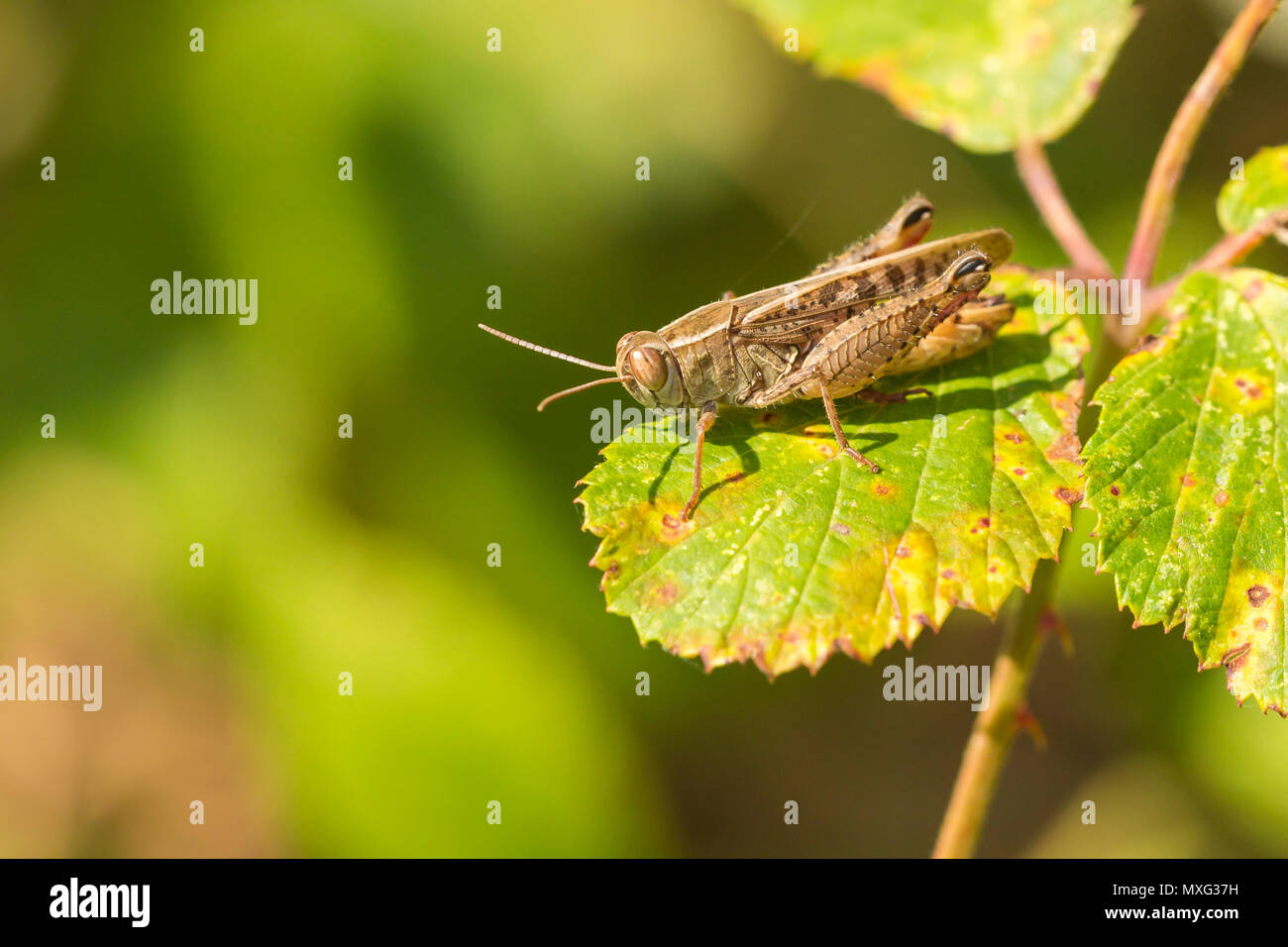 Primo piano di un prato Grasshopper - Chorthippus parallelus - appoggiata nella luce del sole su una foglia verde Foto Stock