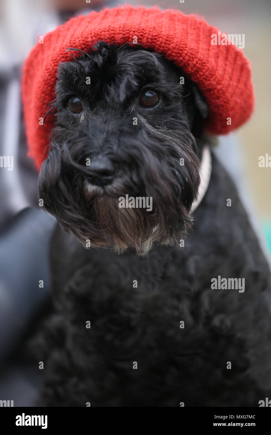Nero funny cute cane con Red Hat outdoor ritratto animale Foto Stock