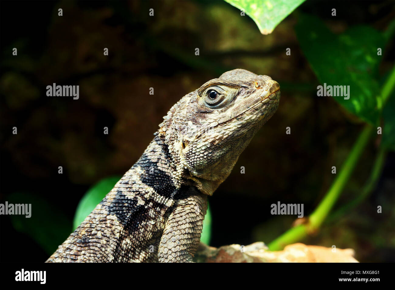 Verde piccola lucertola geco close up macro nel terrarium Foto Stock