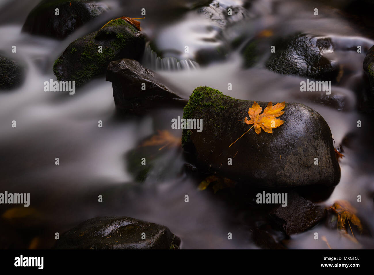 Foglia d'autunno su roccia del torrente con acqua dolce scorre paesaggio naturale stagionale Foto Stock