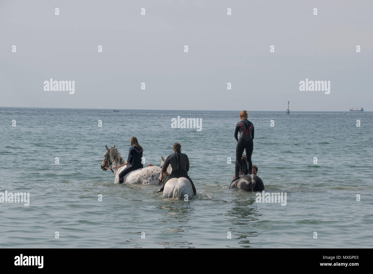 Roccia lunga, Cornwall, Regno Unito. Il 4 giugno 2018. Regno Unito Meteo. Era caldo torrido a Longrock oggi, con questi cavalieri a una nuotata nel mare di raffreddarsi, con piscina in Cornovaglia cavalli. Credito: Simon Maycock/Alamy Live News Foto Stock