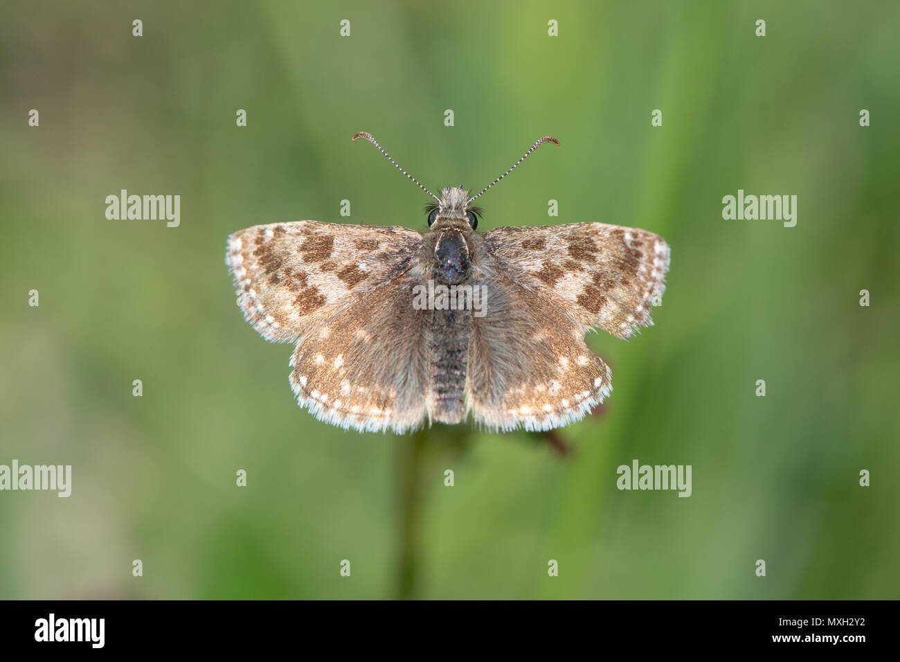 Squallido skipper butterfly (Erynnis tages) con ala rovinata. Una farfalla nella famiglia Hesperiidae, dal di sopra Foto Stock
