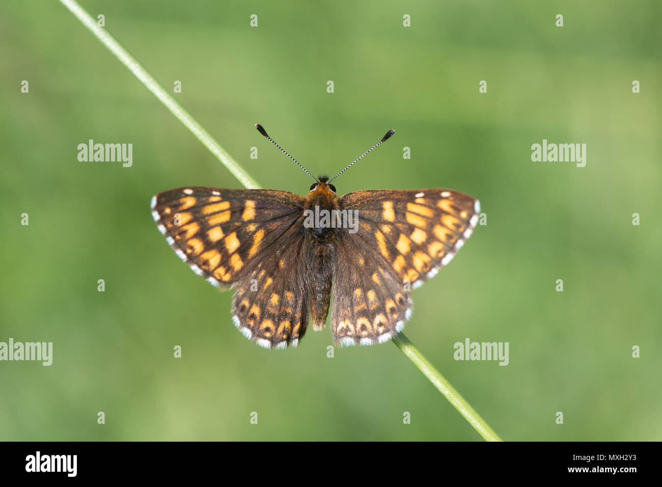 Il duca di Borgogna fritillary butterfly (Hamearis lucina) dall'alto. Upperwings di insetto maschio nella famiglia Riodinidae, appollaiato su erba elefante Foto Stock