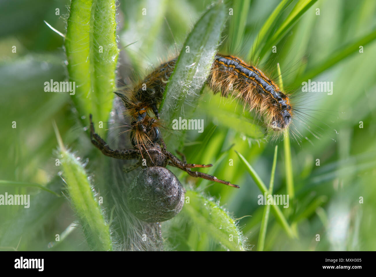 Il ragno granchio attaccando lackey moth caterpillar. Lotta tra Xysticus sp. e Malacosoma neustria tra bassa vegetazione, infine vinto da spider Foto Stock