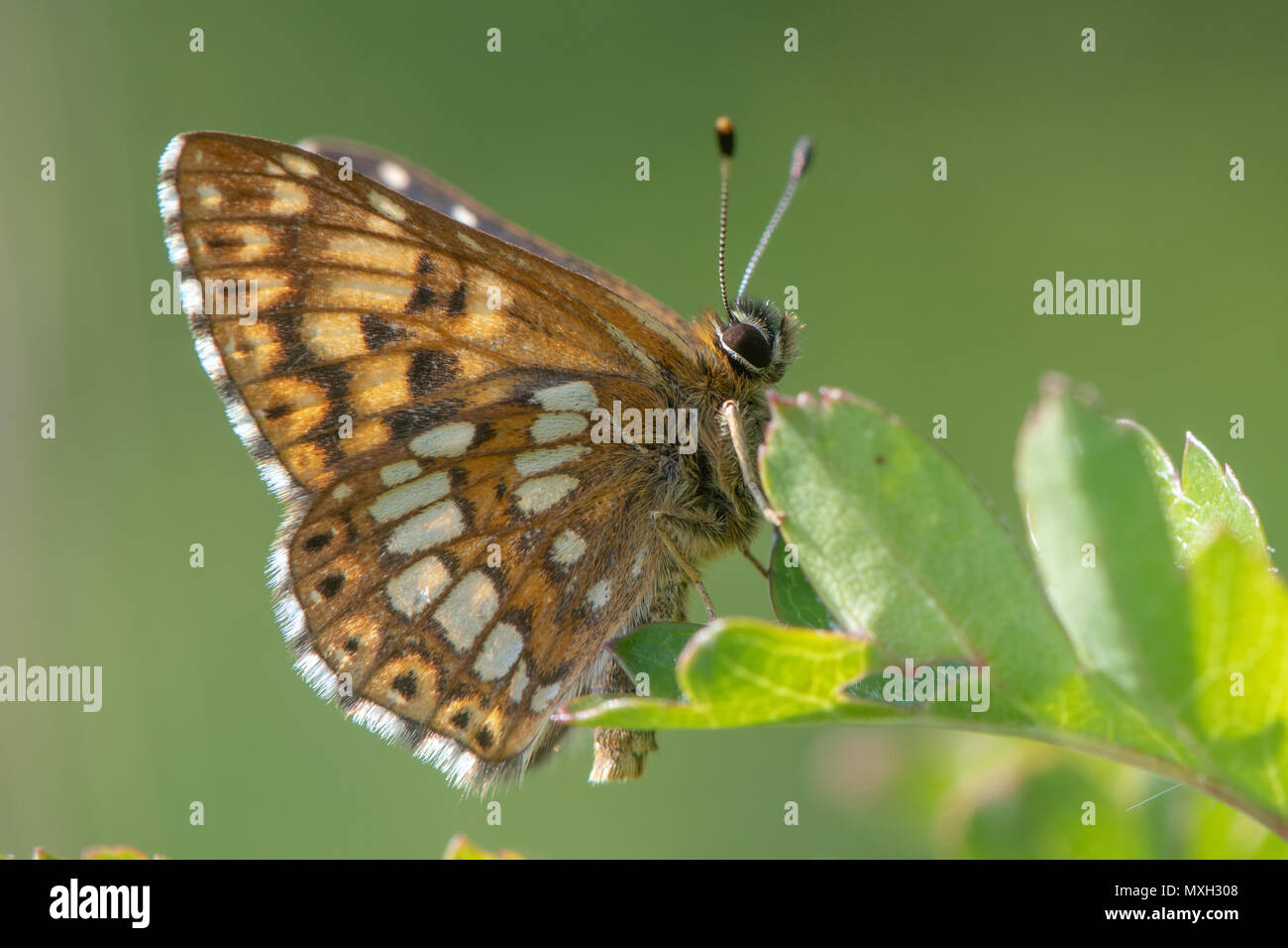 Il duca di Borgogna fritillary butterfly (Hamearis lucina) inferiore. Parte inferiore del maschio in insetto della famiglia Riodinidae, appollaiato sulla lamina Foto Stock