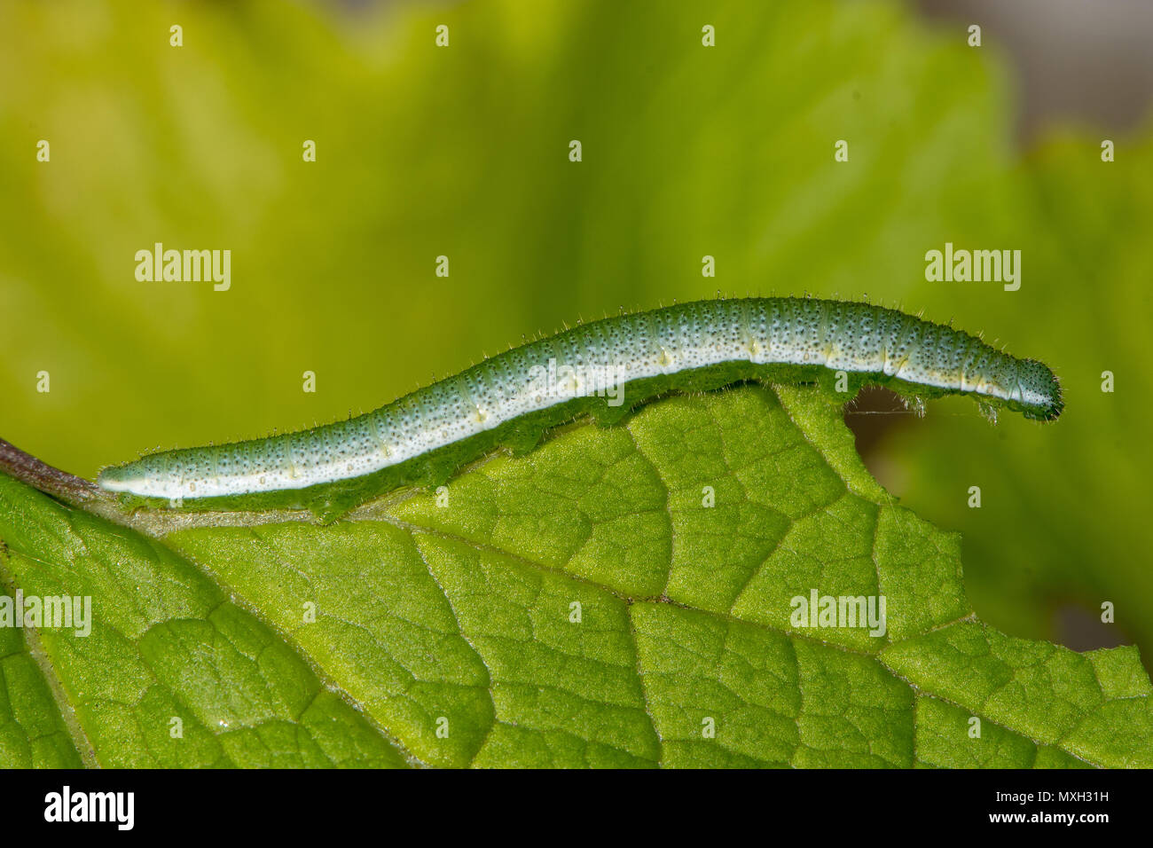 Arancio-punta butterfly (Anthocharis cardamines) caterpillar. Mimetizzati larve di insetto in famiglia Pieridae alimentazione su aglio senape Foto Stock