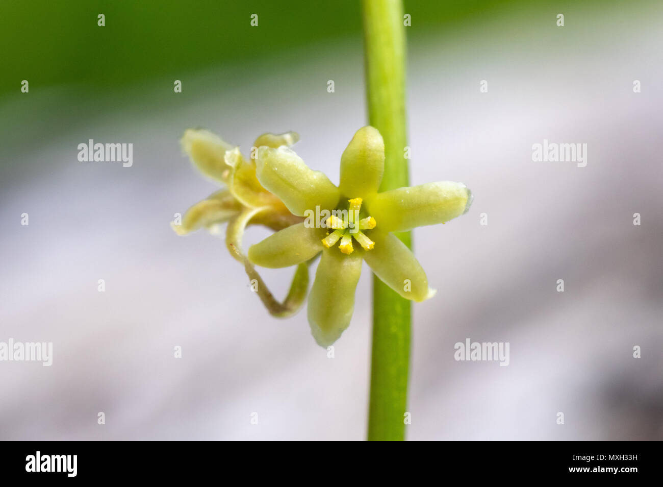 Bryony nero (Tamus communis) fiore. Una monocotiledone nel filato (Famiglia Dioscoreaceae), close up fiore femmina Foto Stock