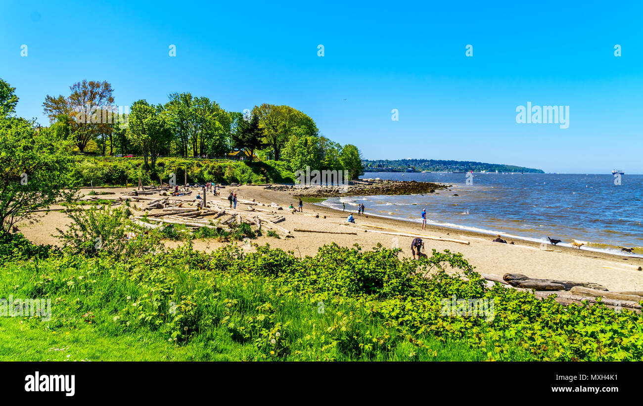 Hadden Park Dog Beach in False Creek area è una bella giornata di sole attività nella famosa e bellissima città di Vancouver, British Columbia, Canada Foto Stock
