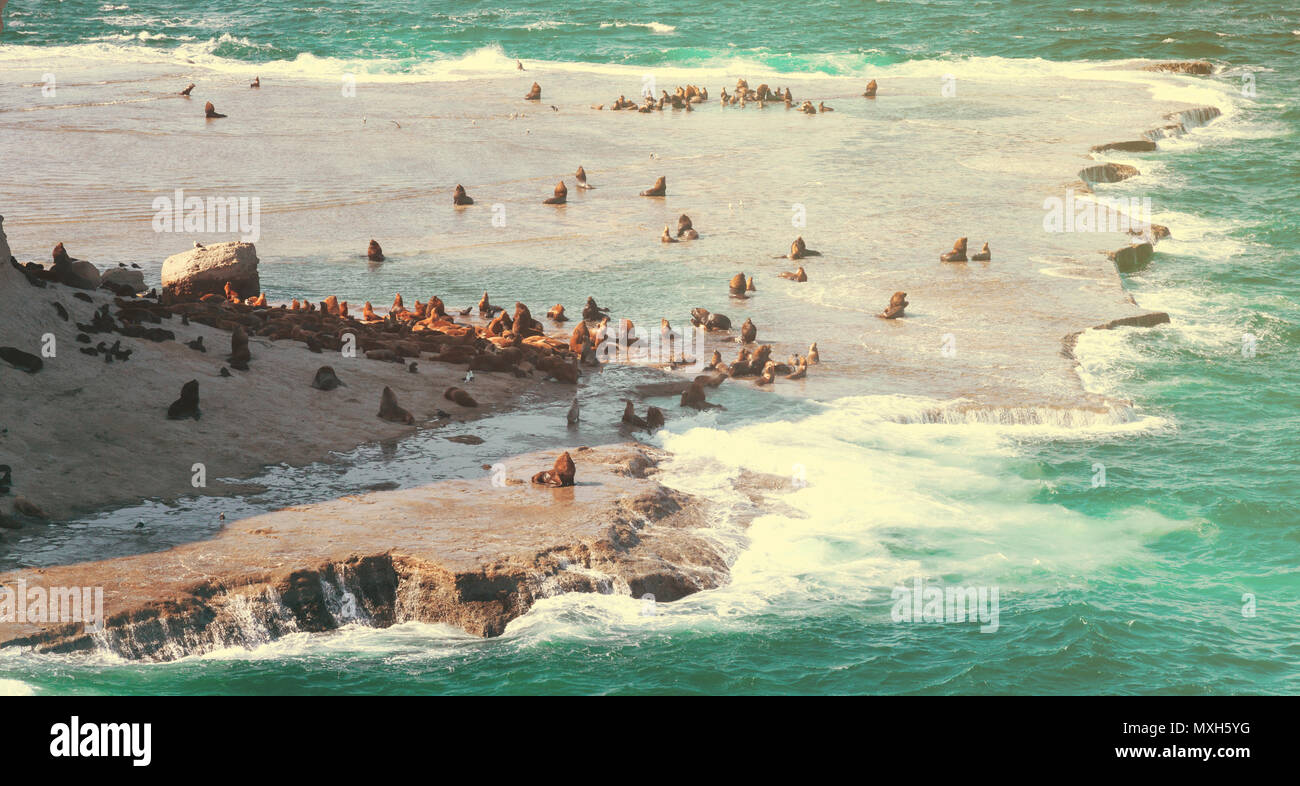 Argentina Penisola Valdes con rookeries di leoni di mare a Costa atlantica Foto Stock