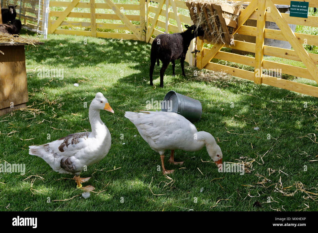 Parigi, Francia. Il 2 giugno, 2018. Deuxième édition de BiodiversiTerre , un 2,5 ettaro impianto creato dall'artista Gad Weil. Foto Stock