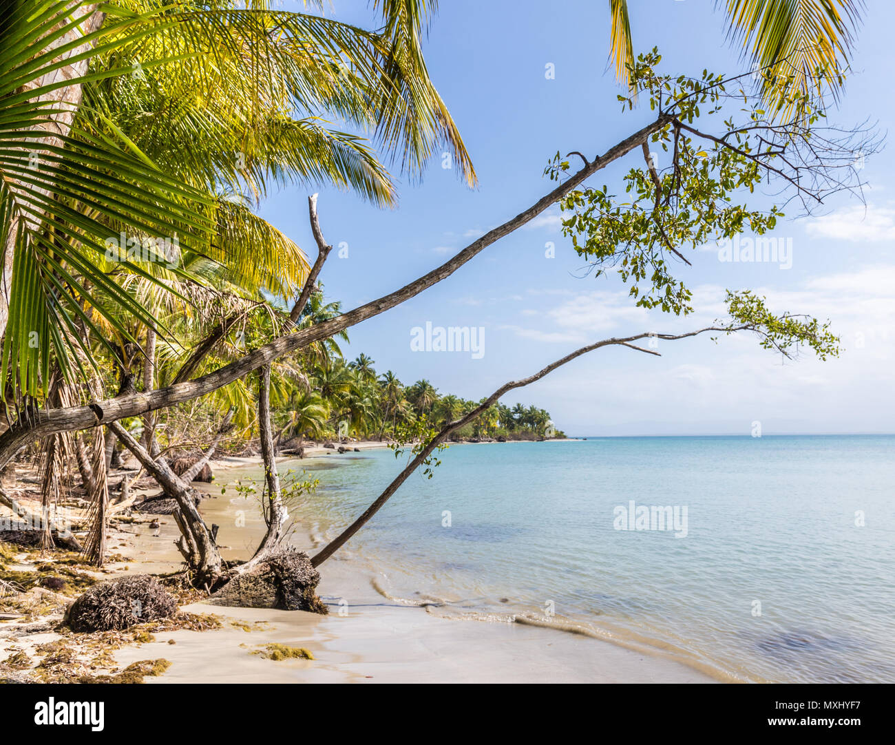 Starfish Beach panama. Foto Stock