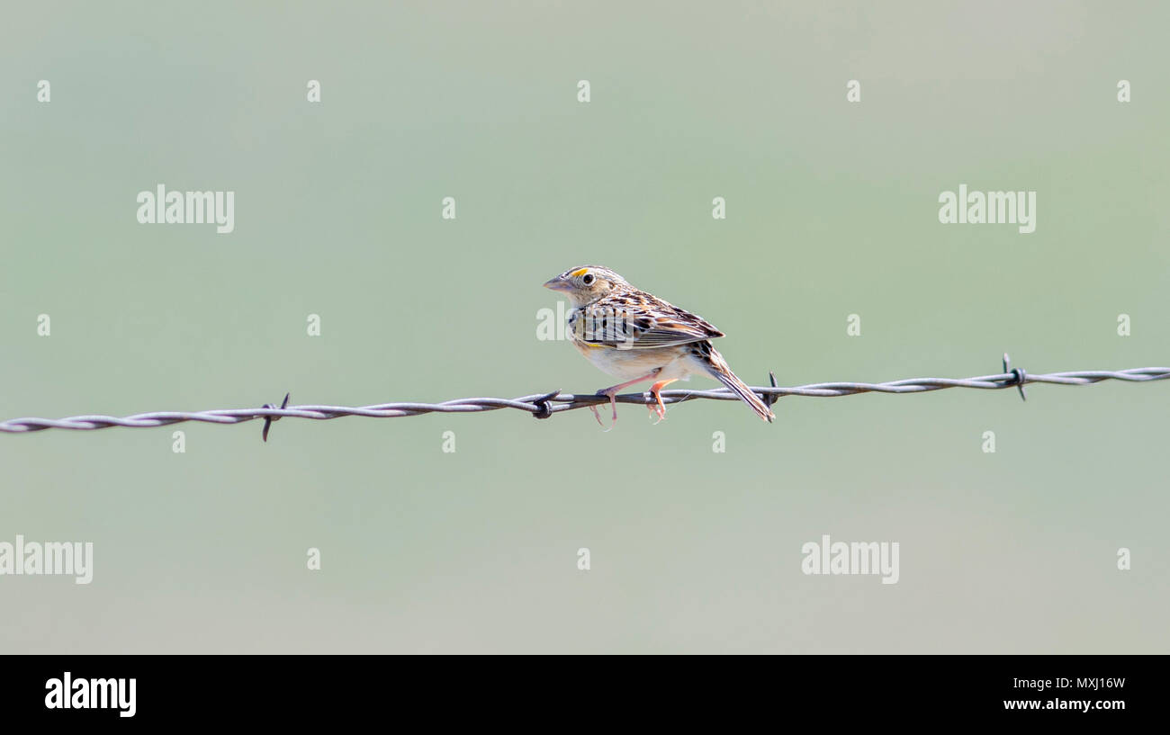 Grasshopper Sparrow (Ammodramus savannarum) appollaiato su un filo spinato sulle praterie di Colorado Foto Stock