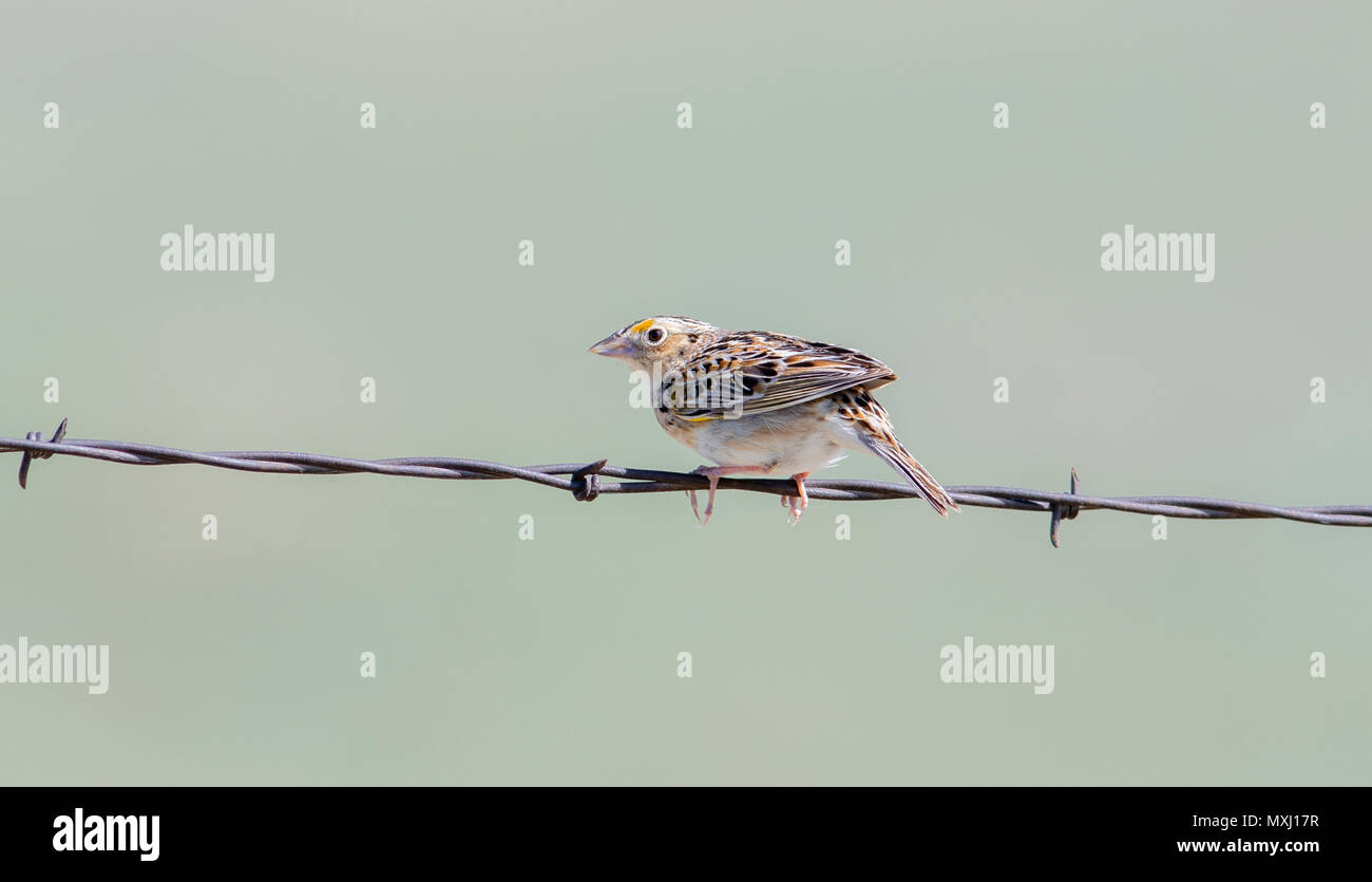 Grasshopper Sparrow (Ammodramus savannarum) appollaiato su un filo spinato sulle praterie di Colorado Foto Stock