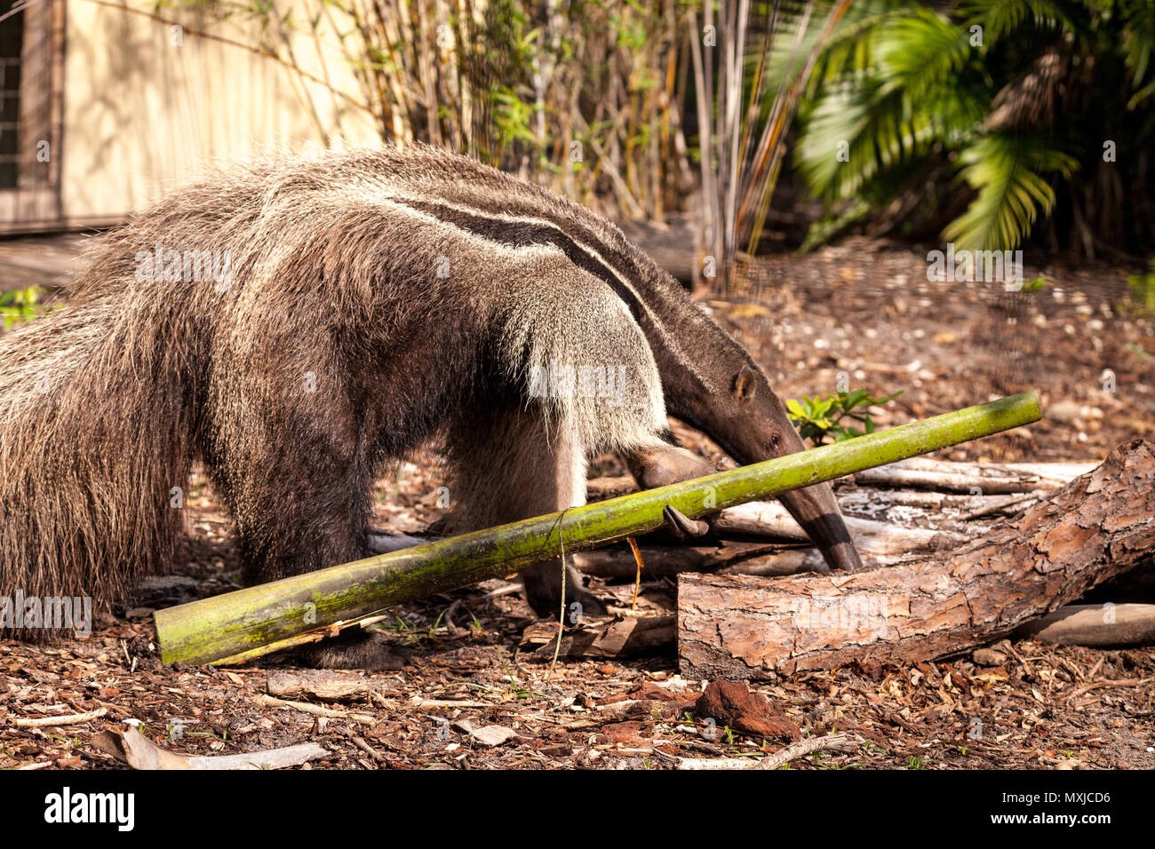 Giant anteater Myrmecophaga tridactyla foraggi sotto i registri e bambù si sposta al di fuori della modalità a caccia di formiche. Foto Stock