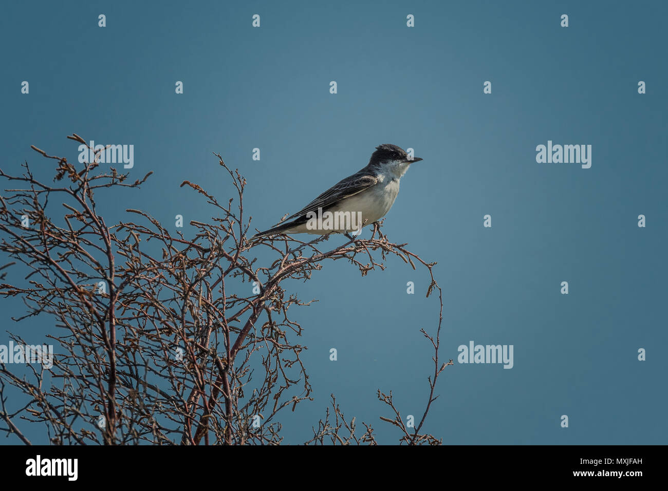 Kingbird orientale. Foto Stock