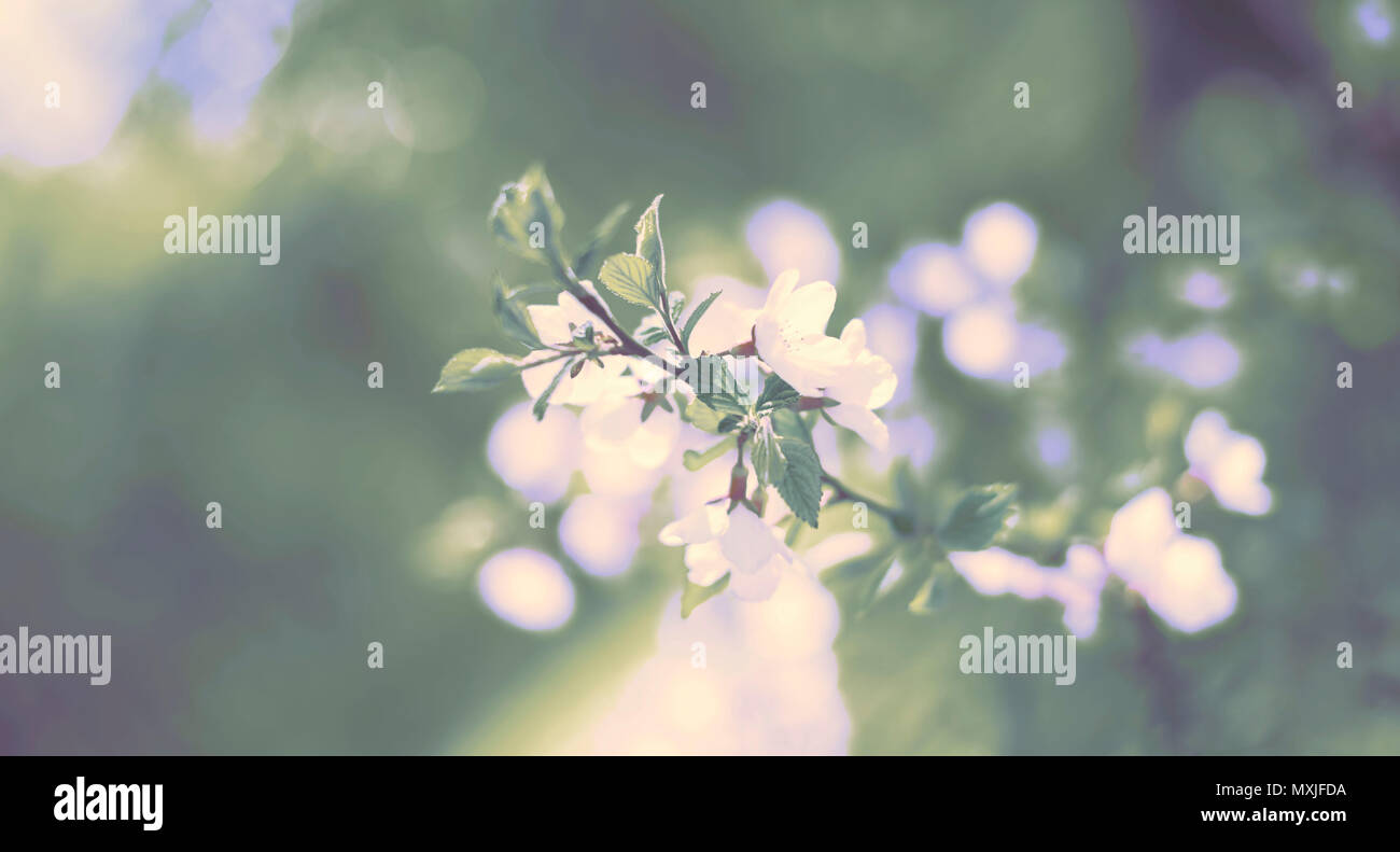 Il surrealismo Banner banner di sfocatura dello sfondo naturale sfocato piccoli fiori su un ramo. Colori pastello e tonificante. Foto Stock