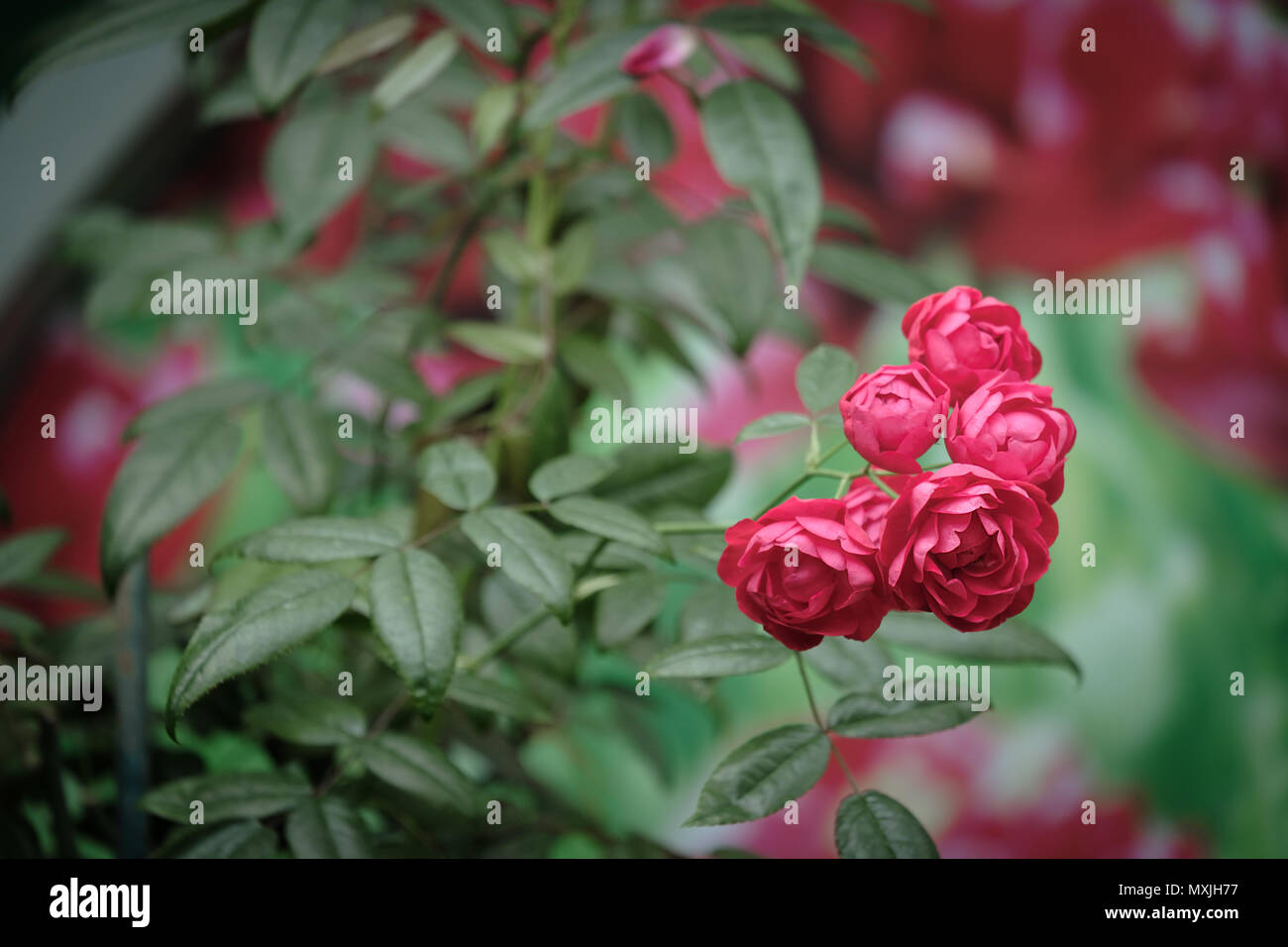 Le bellissime red rose rampicanti in primavera nel giardino. Foto Stock