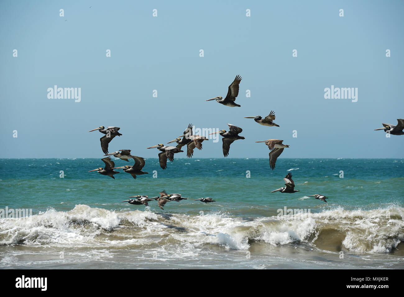 Pelican volare in formazione sull'oceano con onde Foto Stock
