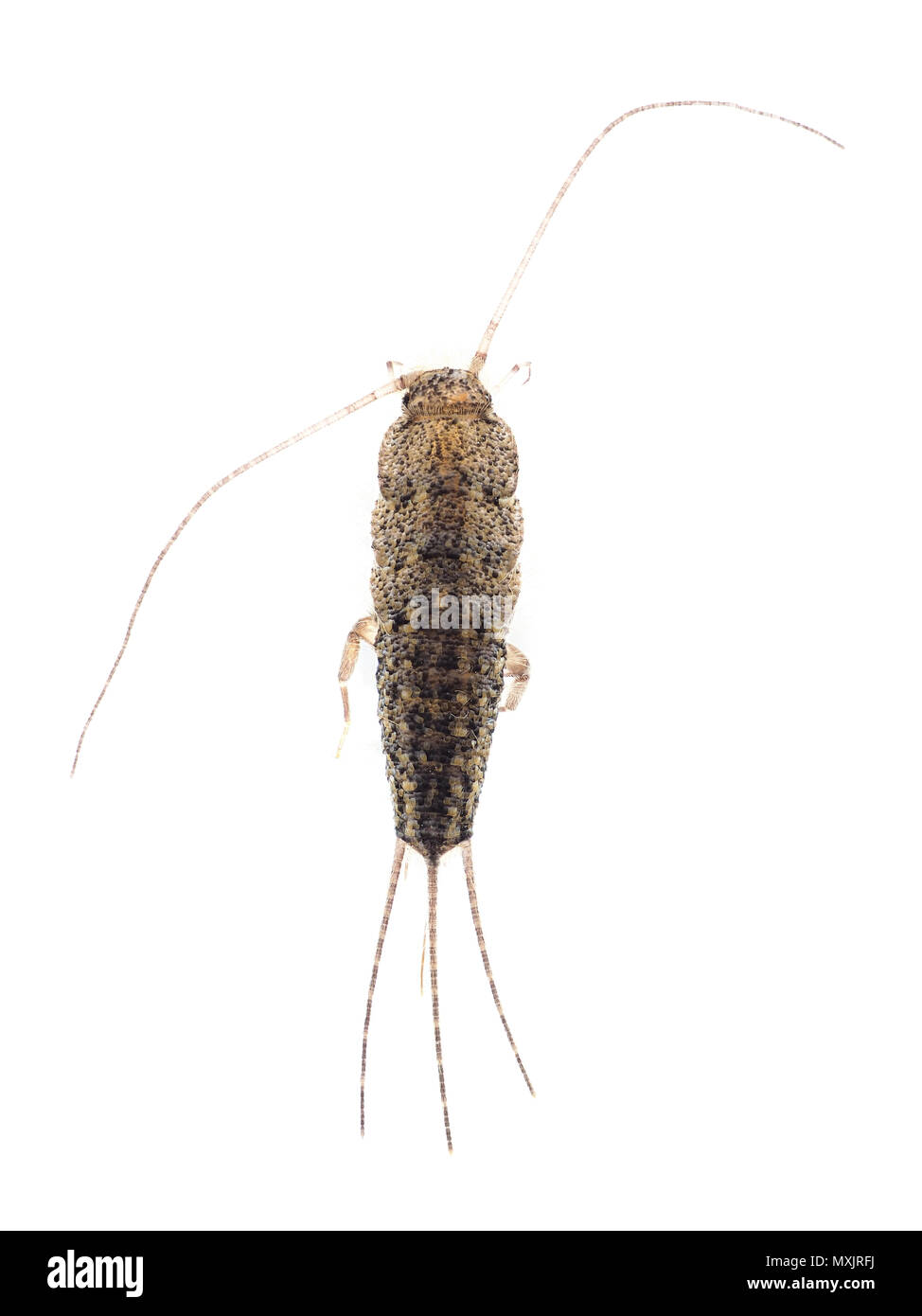 Quattro-rigato silverfish (Ctenolepisma lineata), vista dorsale Foto Stock
