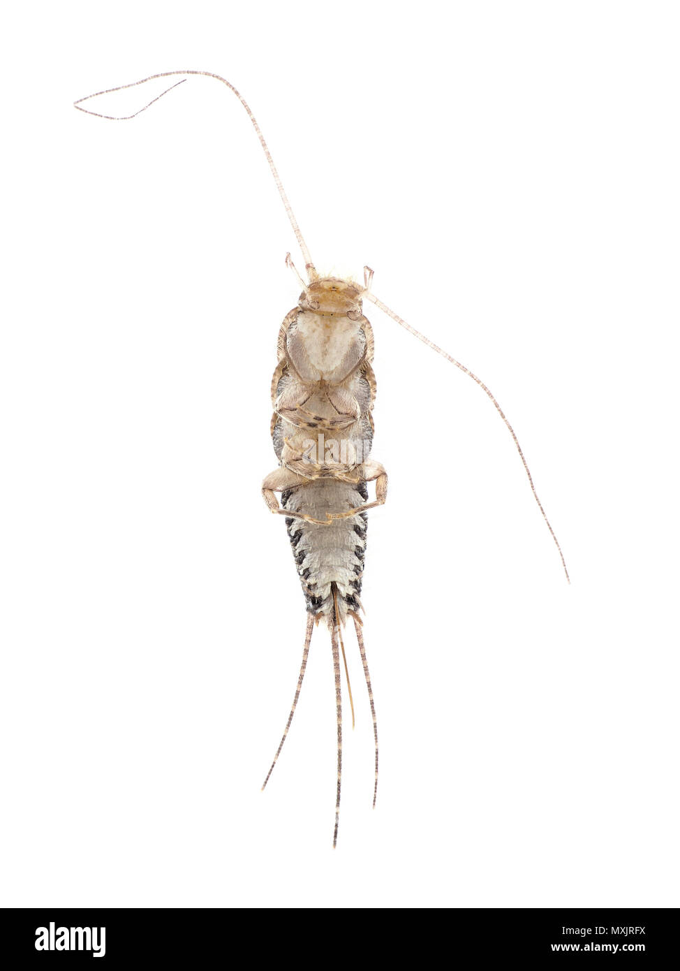 Quattro-rigato silverfish (Ctenolepisma lineata), vista ventrale Foto Stock