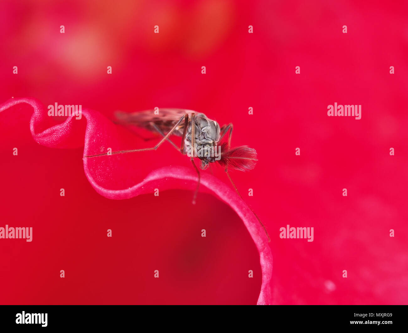 Voce maschile non mordere midge (Chironomidae) con antenne plumose seduta su un fiore rosso Foto Stock