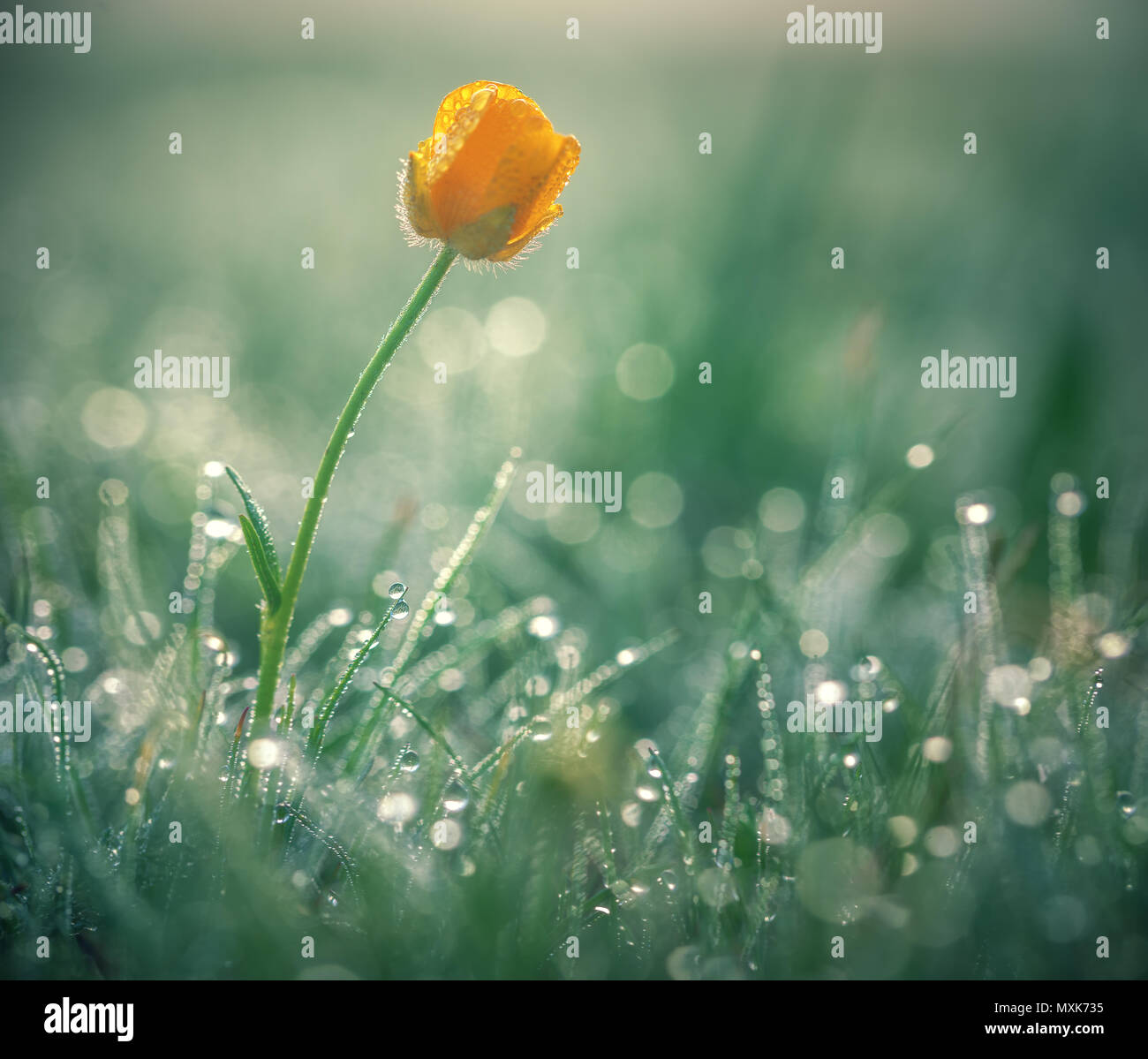 Bel giallo daisy nella rugiada di mattina. Profondità di campo Foto Stock