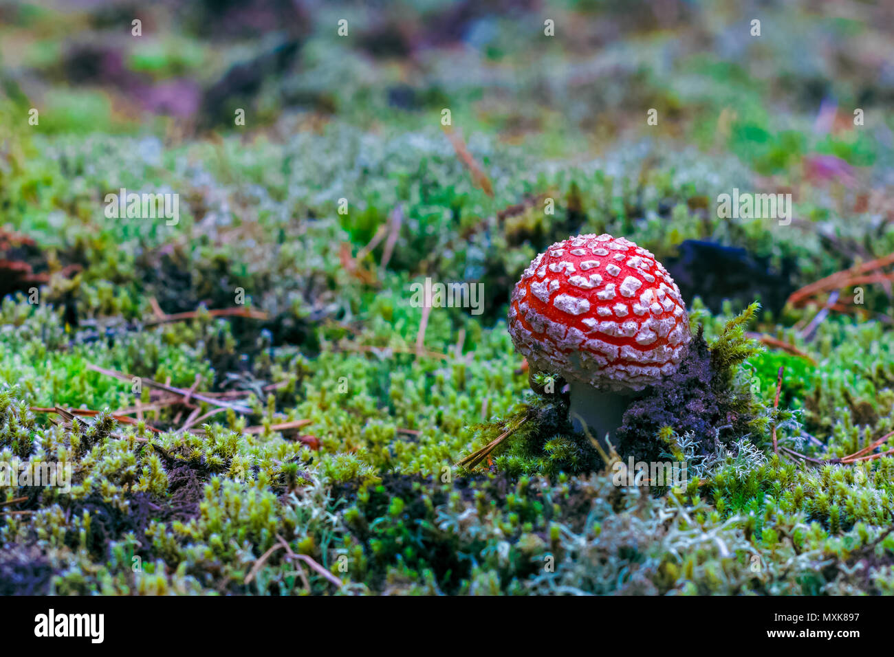 Amanita Muscaria. Red velenoso Fly Agaric funghi nel bosco Foto Stock