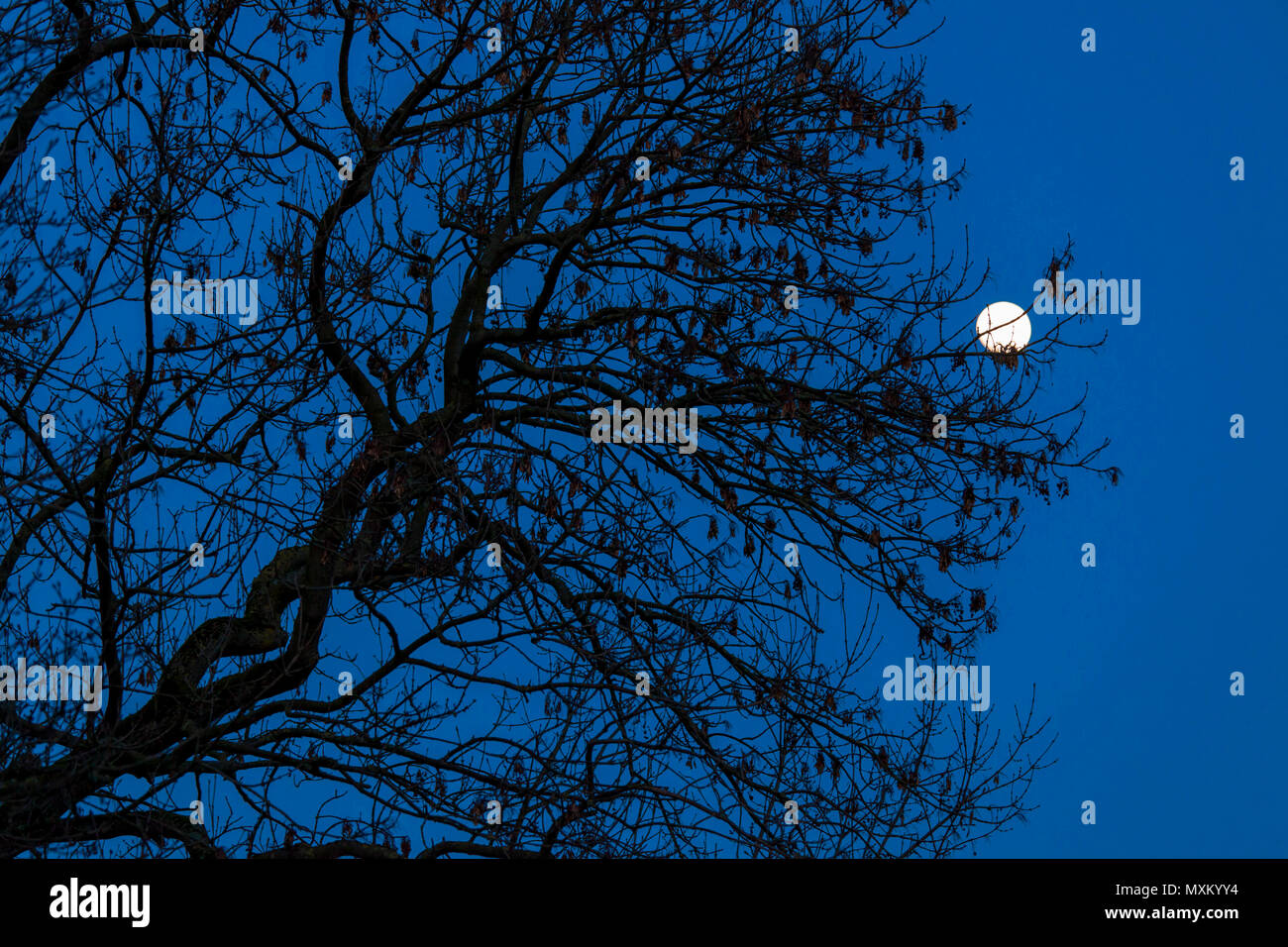 Germania, robinia (Robinia pseudoacacia) e il sorgere della luna. Deutschland, Robinie (Robinia pseudoacacia), Mondaufgang. Foto Stock