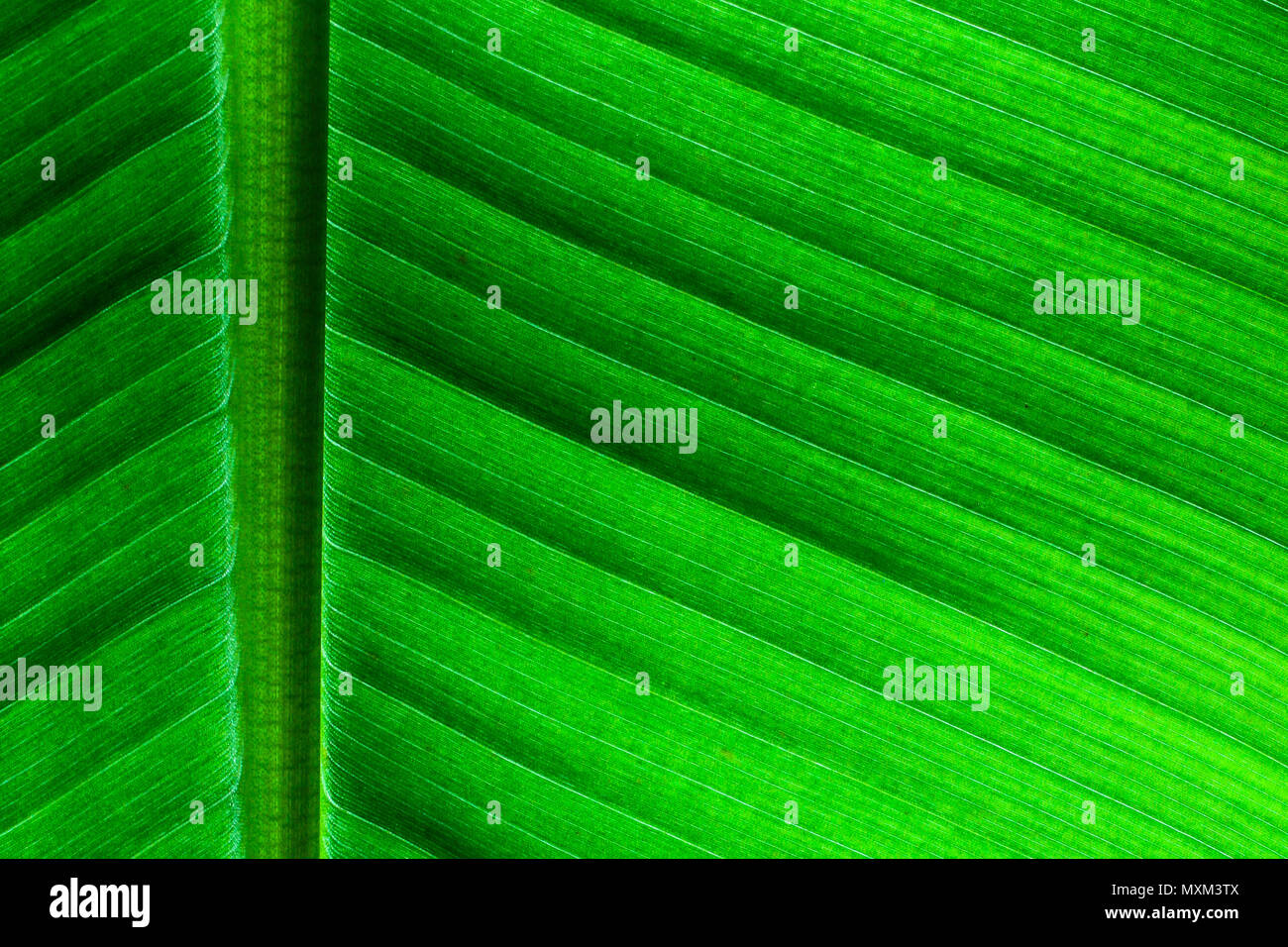 Retroilluminato da vicino i dettagli delle banane fresche foglie con struttura controfiletto perpendicolare al telaio e visibili Le vene di foglia e scanalature come una consistenza naturale Foto Stock