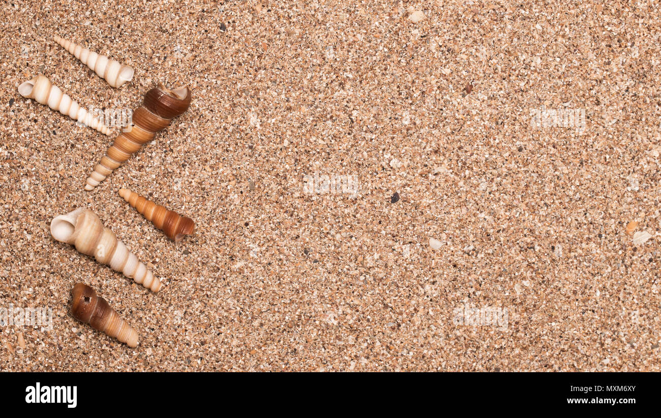 Conchiglie di mare sulla sabbia. Estate spiaggia sfondo. Vista superiore Foto Stock