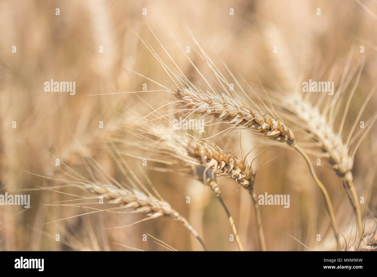 Campo di grano. Spighe di grano dorato vicino. La bellissima natura paesaggio al tramonto. Paesaggio rurale sotto la luce del sole splendente. Sfondo di orecchie di maturazione di prato campo di grano. Foto Stock