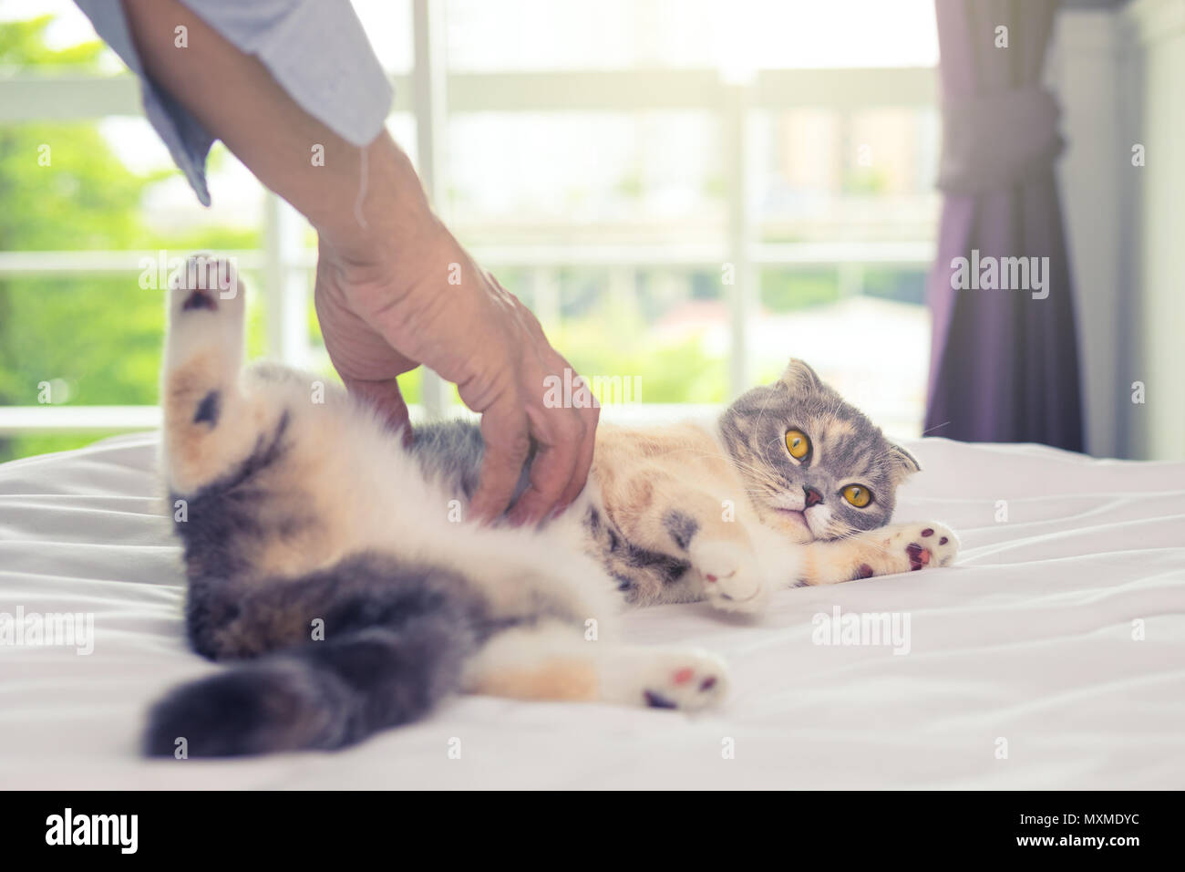 Close up di un uomo che gioca con un bellissimo Scottish Fold gatto sul letto in mattinata Foto Stock