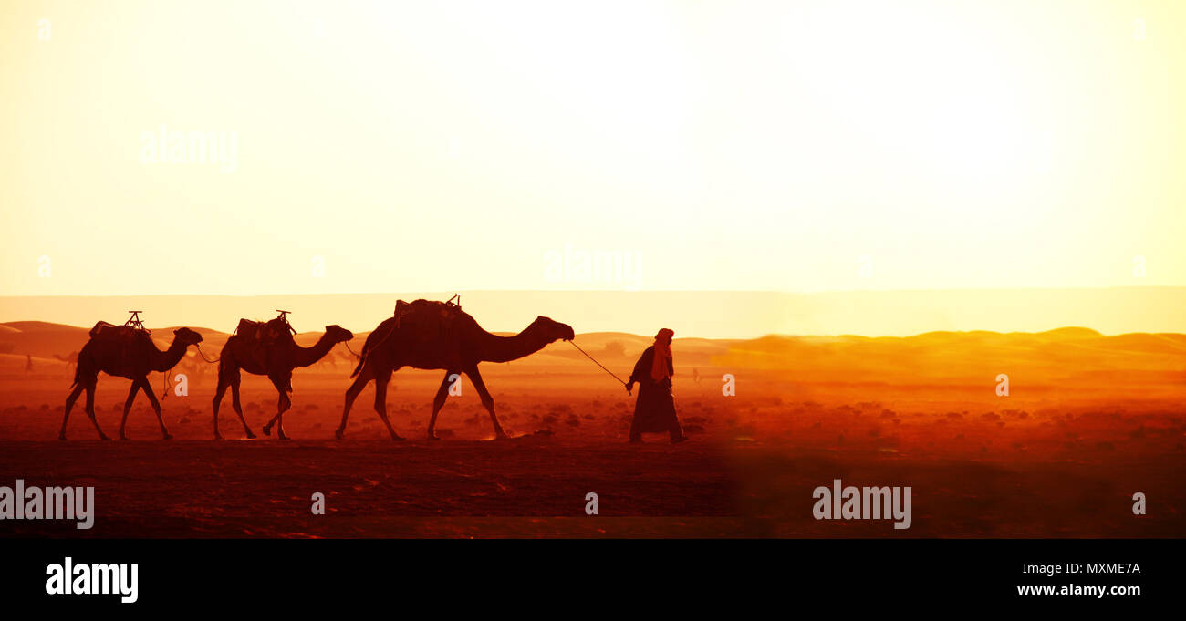 Banner orizzontale con la carovana di cammelli nel deserto del Sahara, Marocco. Autista-berber con tre cammelli dromedario su sunrise sfondo cielo Foto Stock