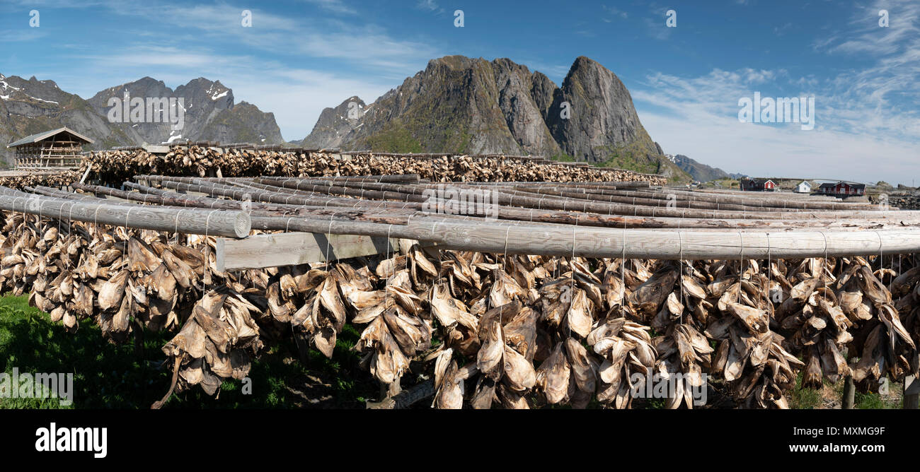Il tradizionale pesce essiccamento in le isole Lofoten in Norvegia. Foto Stock