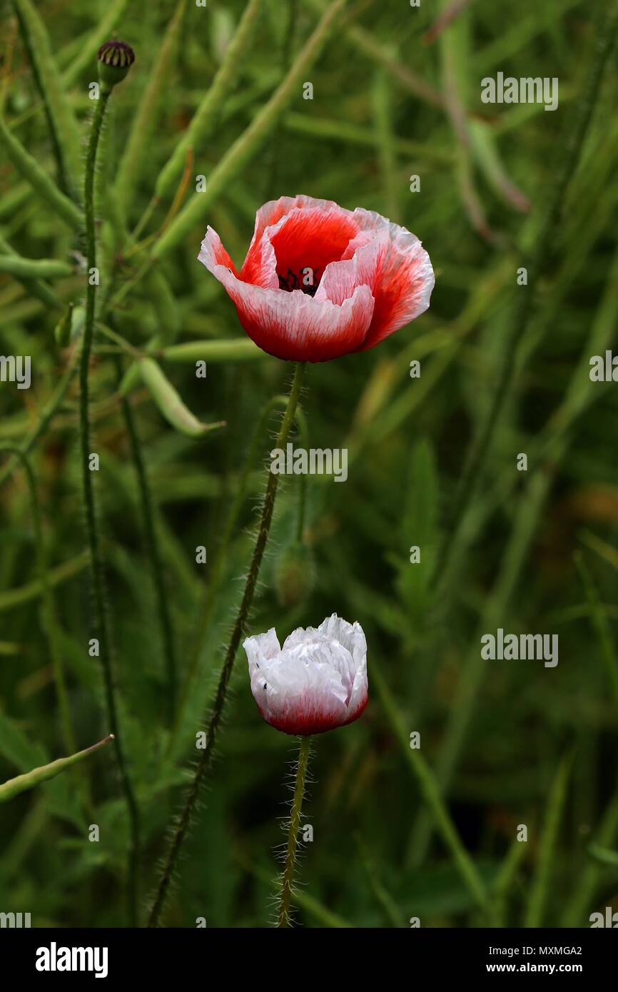 Rosso e bianco fiori di papavero, Papaver rhoeas, due papaveri trovata in un campo di semi di colza e di ravizzone, gradiente di colore dal rosso al bianco Foto Stock