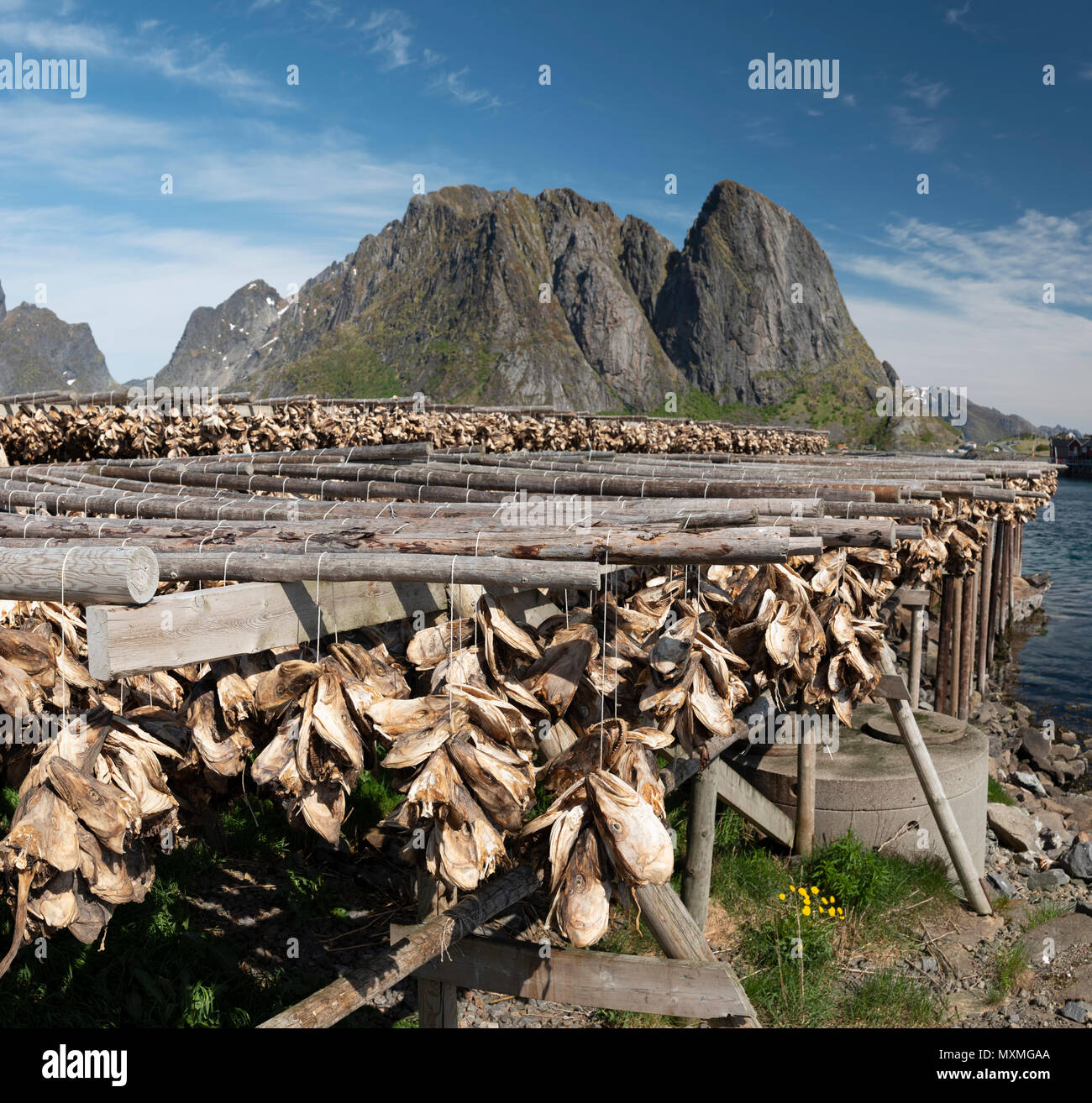 Il tradizionale pesce essiccamento in le isole Lofoten in Norvegia. Foto Stock