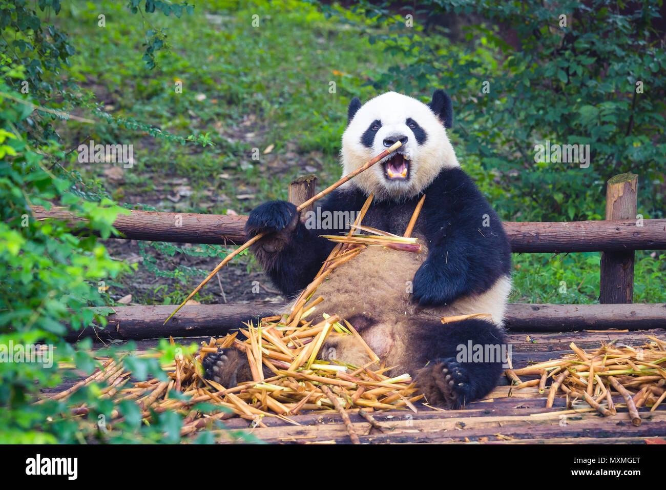 Panda gigante di mangiare il bambù sdraiato su legno a Chengdu durante il giorno , nella provincia di Sichuan, in Cina Foto Stock