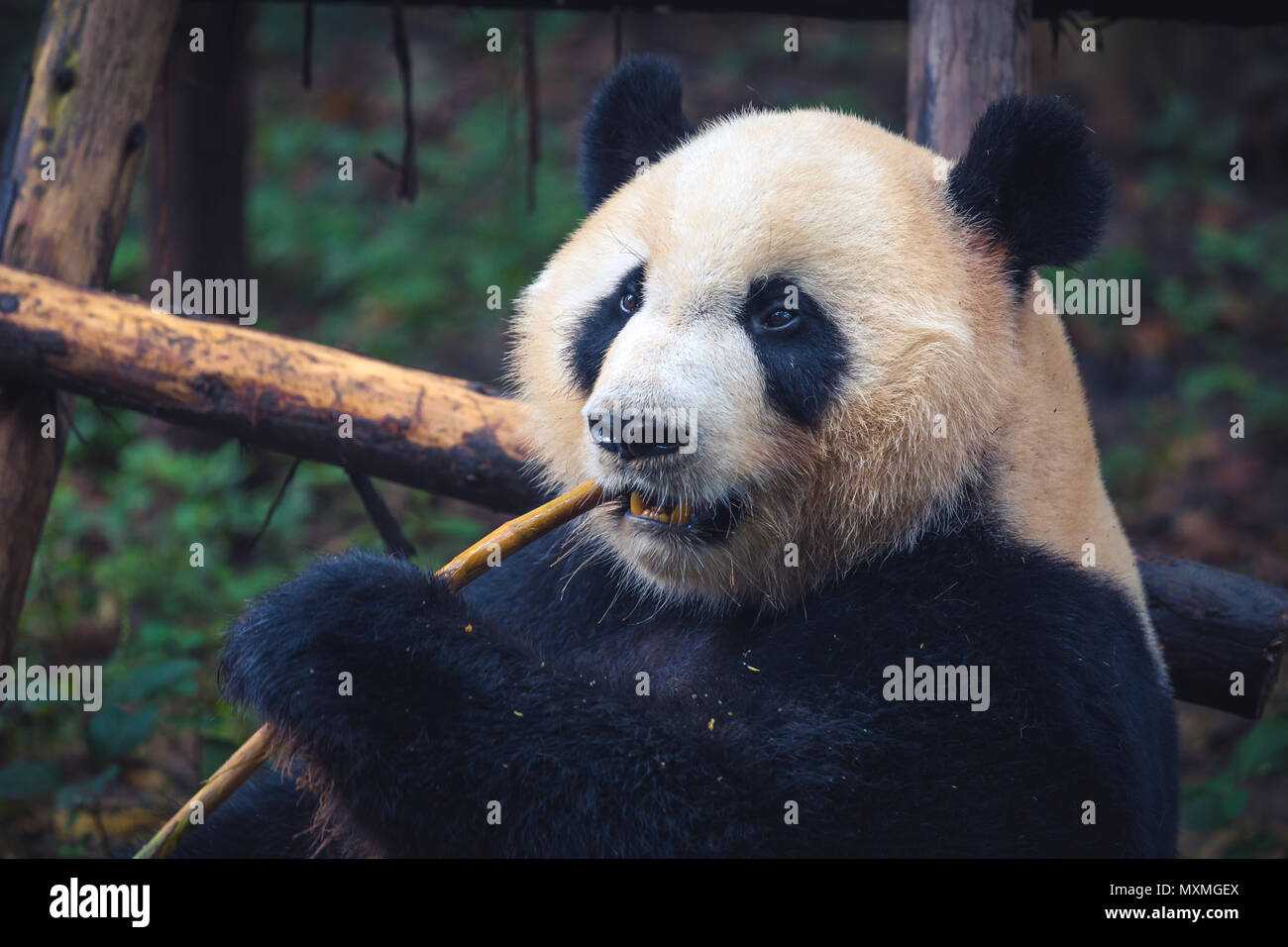 Un adulto panda gigante di mangiare un bastone di bambù in stretta su ritratto durante il giorno Foto Stock