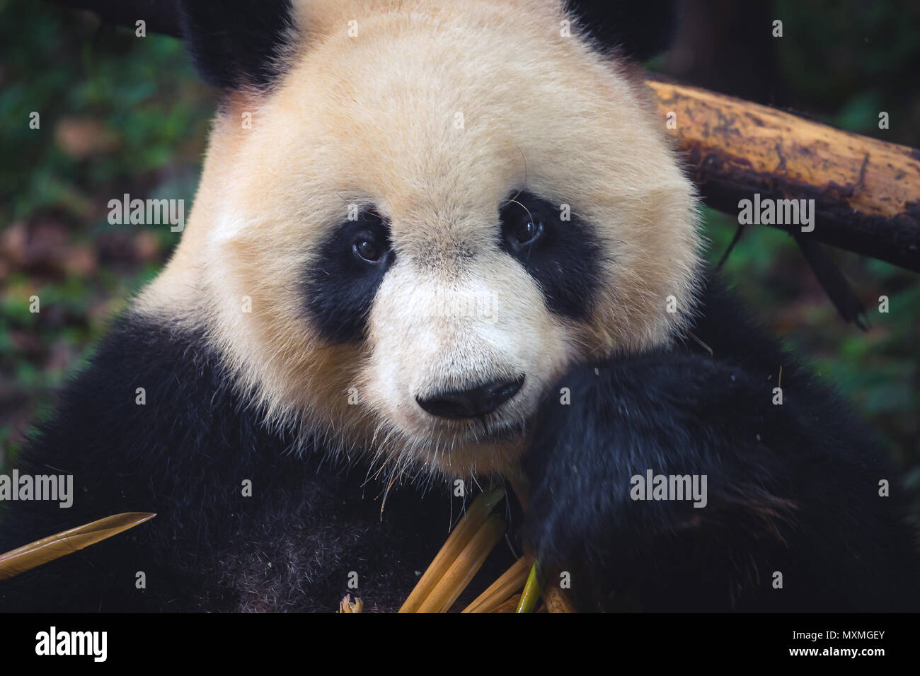 Un adulto panda gigante di mangiare un bastone di bambù in stretta su ritratto durante il giorno Foto Stock