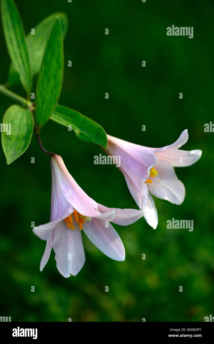 Il Lilium rubellum,Otome-Yuri,Maiden Lily,rosa, gigli,fiori,fiori,fioritura,profumato, alpine,specie,RM Floral Foto Stock