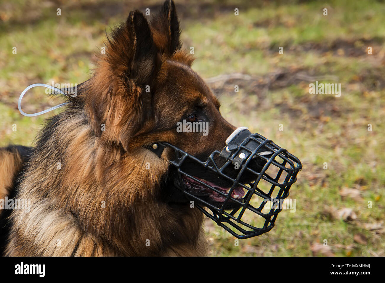 Cane con museruola ritratto. cane pastore in una museruola. Cani a piedi nella natura. Protezione dai morsi di cane. Foto Stock