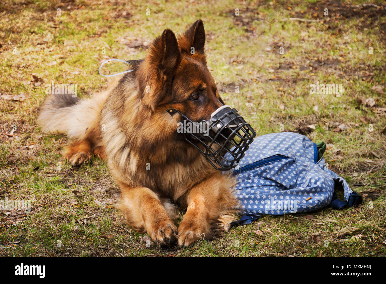 Il cane è sdraiato con il sacchetto nelle vicinanze. Il cane è dovuto proteggere il proprietario del sacco. Pastore in un muso protegge gli effetti personali del proprio Foto Stock