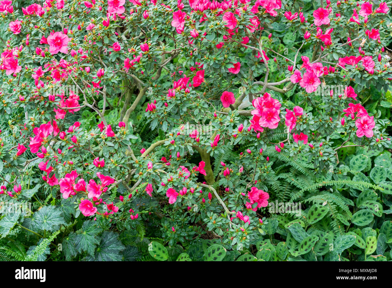 Big Pink azalea bush nel giardino. Stagione di fioritura azalee Foto Stock