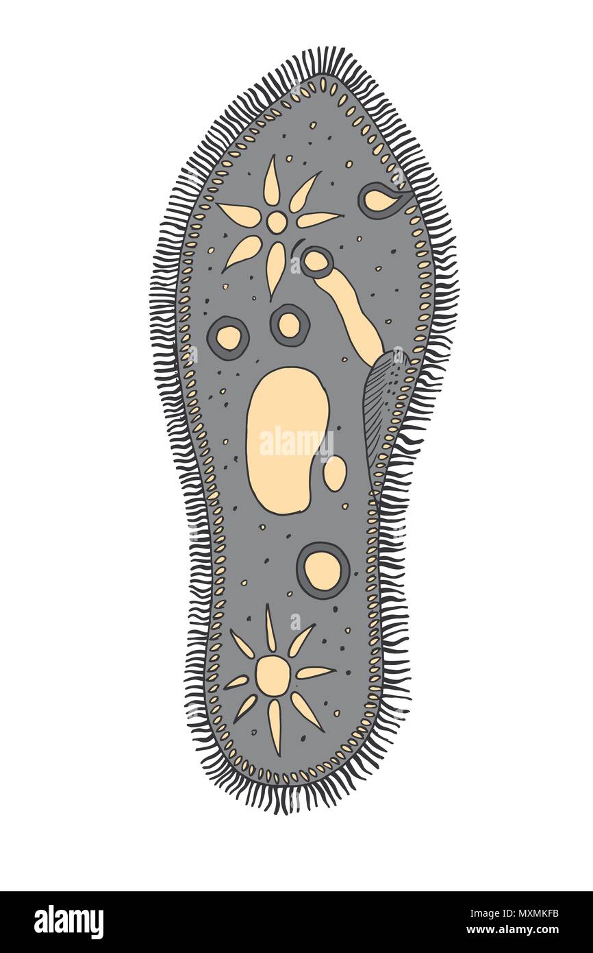 Pantofola Infusoria Illustrazione Vettoriale