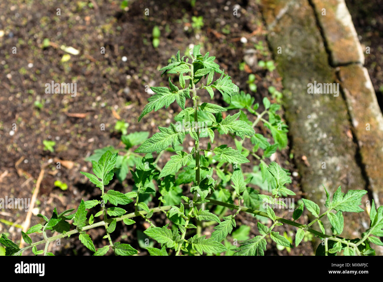 Pianta di pomodoro durante le prime fasi della crescita Foto Stock