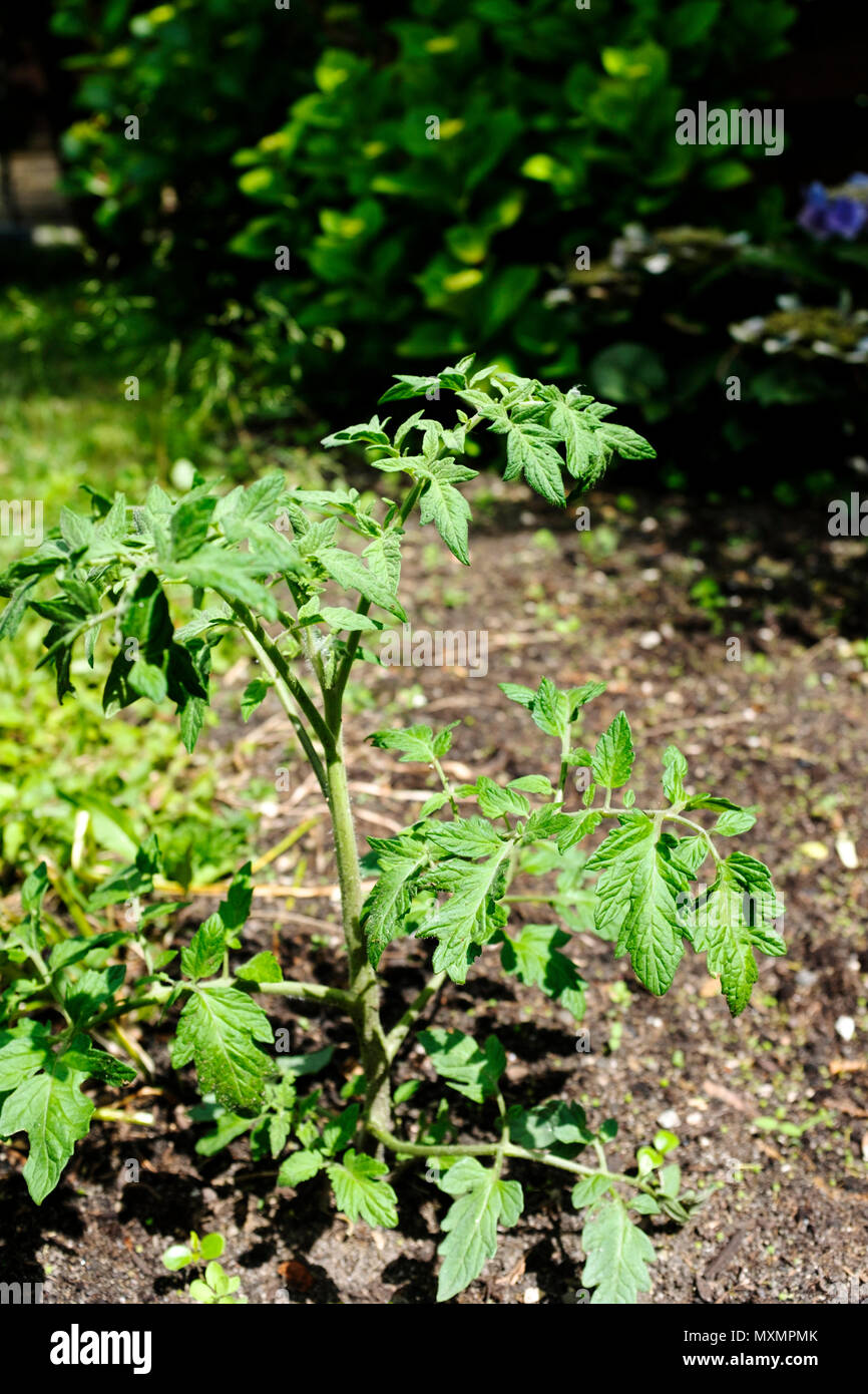 Pianta di pomodoro durante le prime fasi della crescita Foto Stock