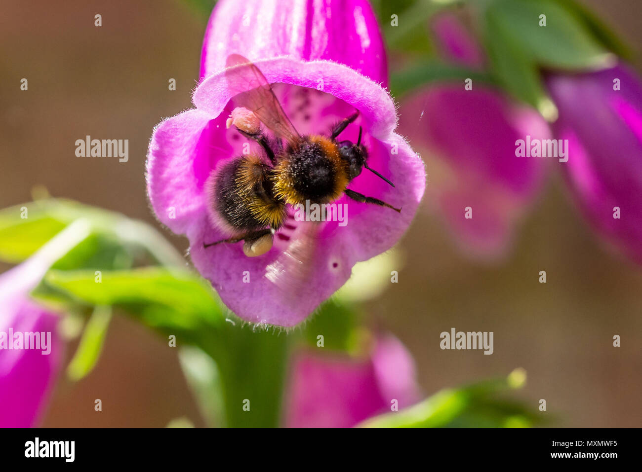 Bumblebee (bombus) all'interno di un fiore di foxglove viola (digitalis purpurea) con una collezione di nettare sulle gambe posteriori. Foto Stock